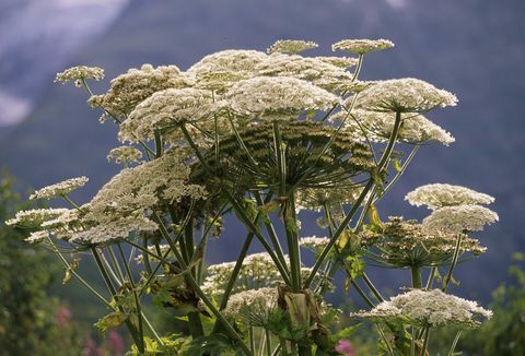 hogweed العملاقة