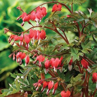 Dicentra scablisis "عيد الحب"