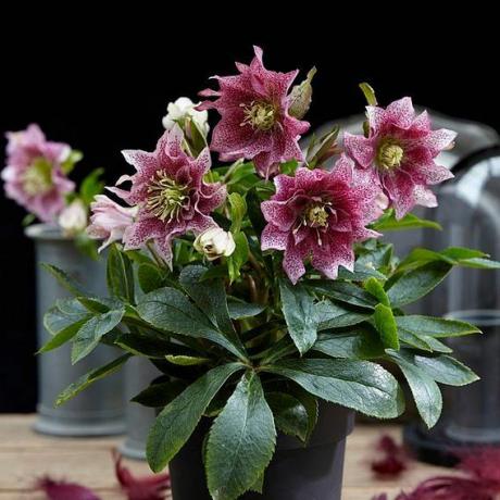 نبات Helleborus orientalis - مرحبًا العنبر