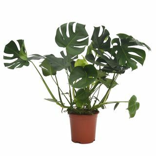 Monstera deliciosa