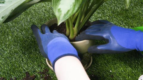 repotting النبات